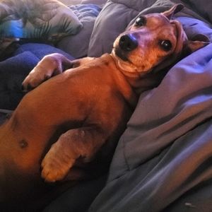 Meet your Posher, Al